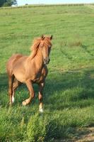 LE CHEVAL NATURELLEMENT